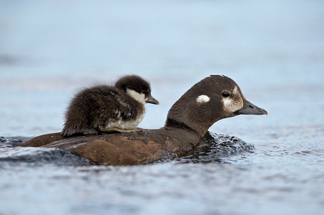 Harlequin duck (Histrionicus histrionicus) duckling riding on its mother's back, Lake Myvatn, Iceland, Polar Regions
