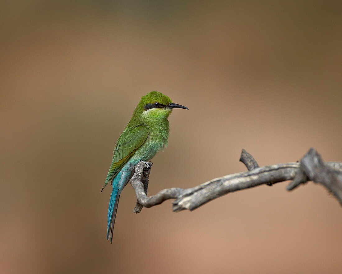 Immature swallow-tailed bee-eater (Merops hirundineus), Kgalagadi Transfrontier Park, encompassing the former Kalahari Gemsbok National Park, South Africa, Africa