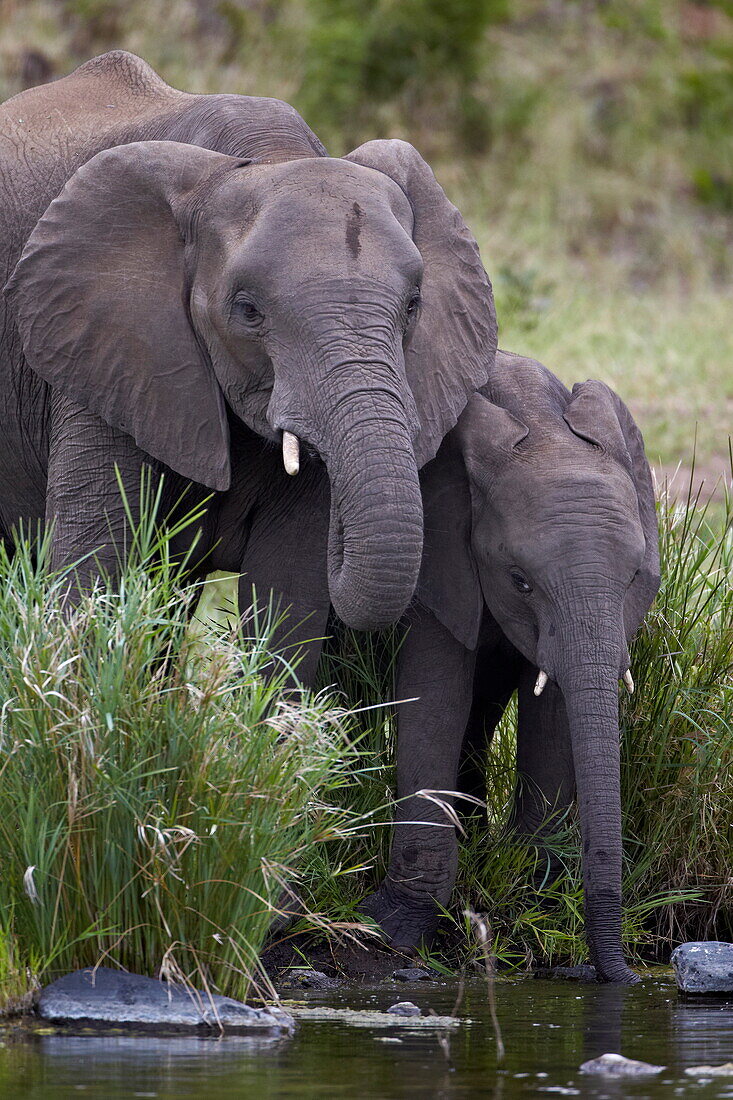 African Elephant (Loxodonta africana) drinking, Kruger National Park, South Africa, Africa