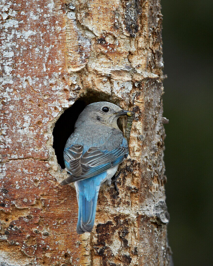 Female Mountain Bluebird (Sialia currucoides) with food at the nest, Yellowstone National Park, Wyoming, United States of America, North America