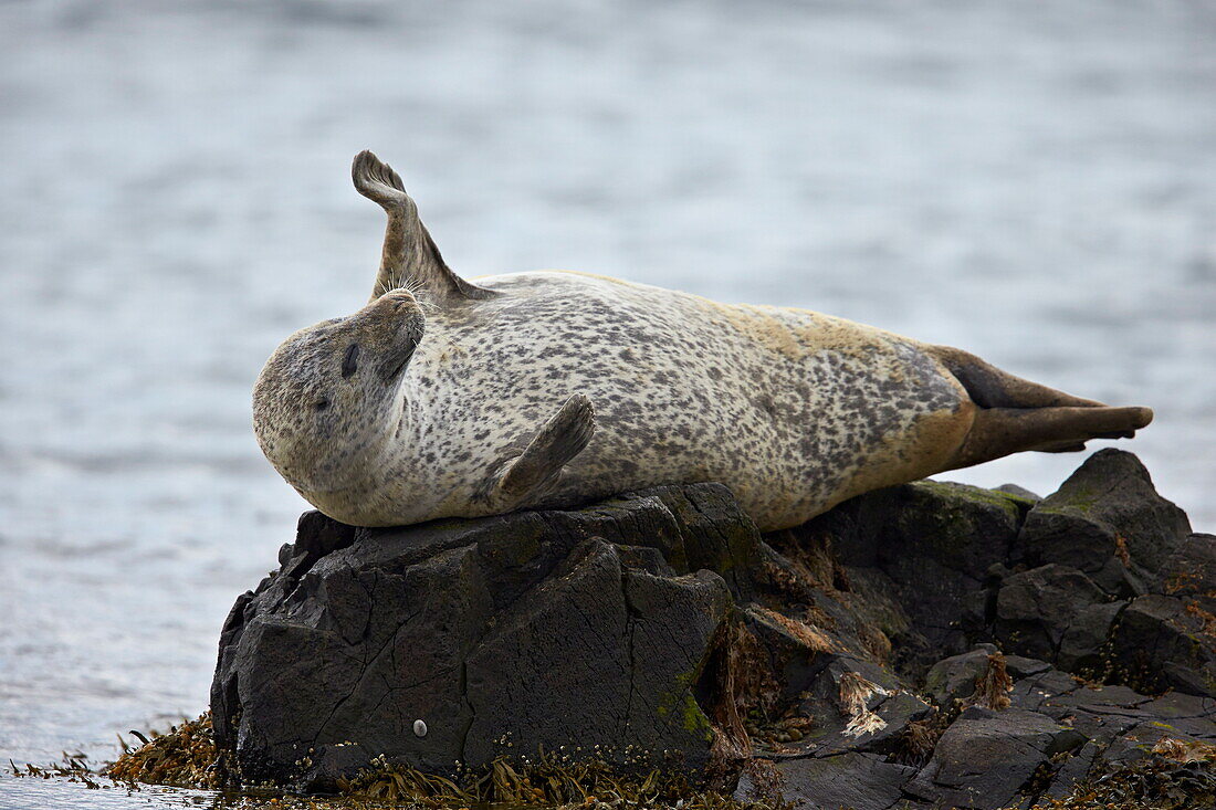 Harbor Seal (Common Seal) (Phoca vitulina) stretching, Iceland, Polar Regions