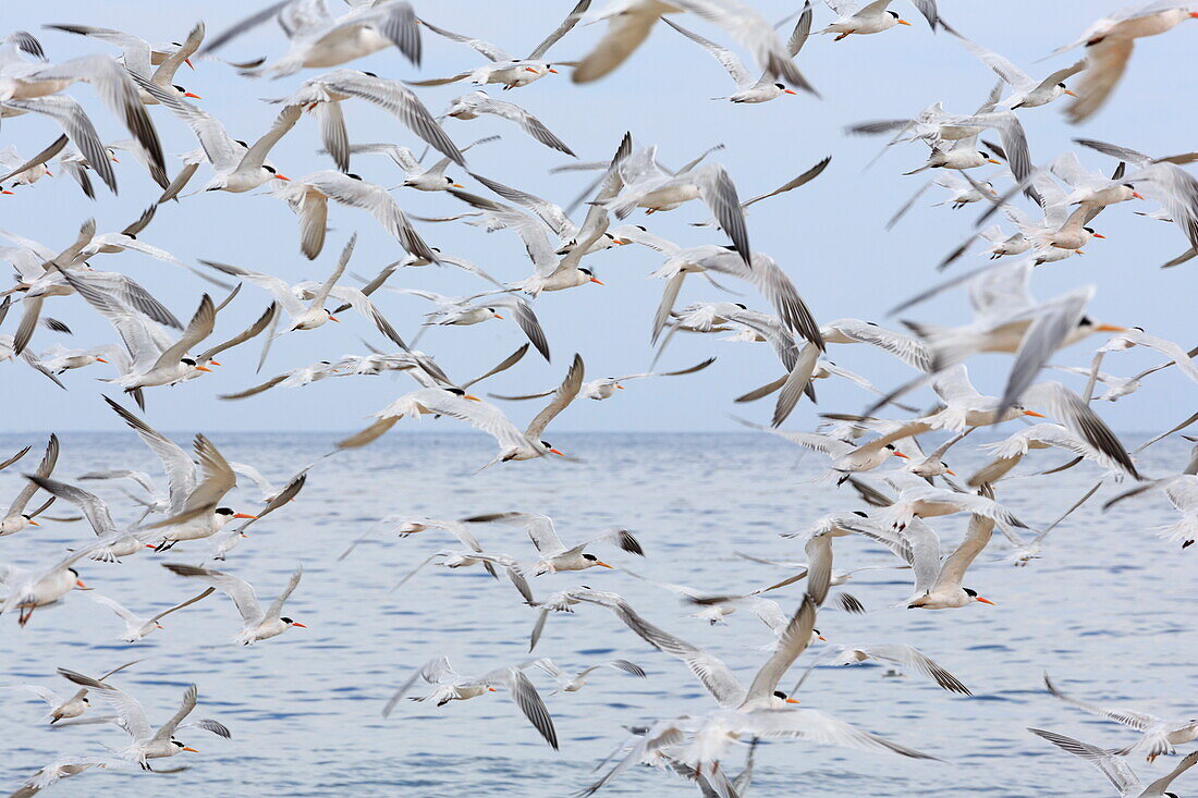 Terns on Capitola Beach, Capitola City, Santa Cruz County, California, United States of America, North America