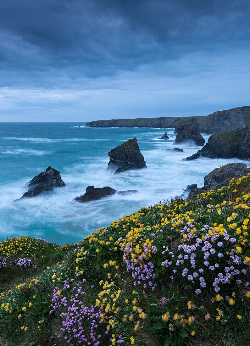 Spring wildflowers growing on the cliff tops at Bedruthan Steps, Cornwall, England, United Kingdom, Europe