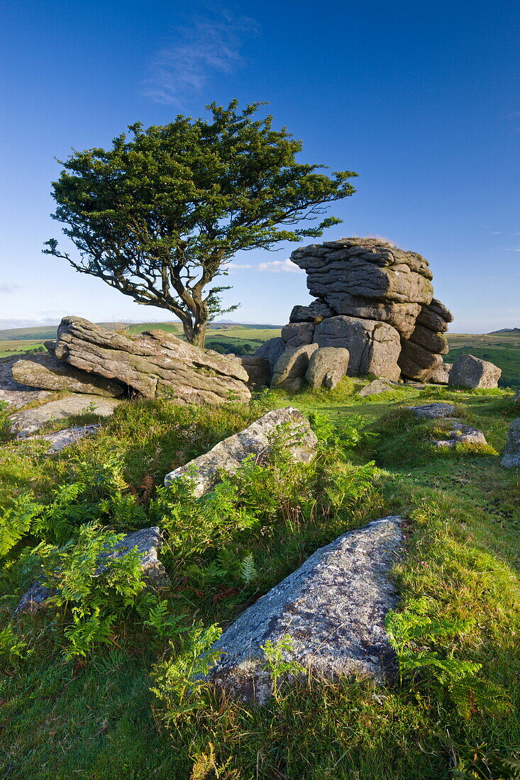 Summer morning on a rocky outcrop near Saddle Tor in Dartmoor National Park, Devon, England, United Kingdom, Europe