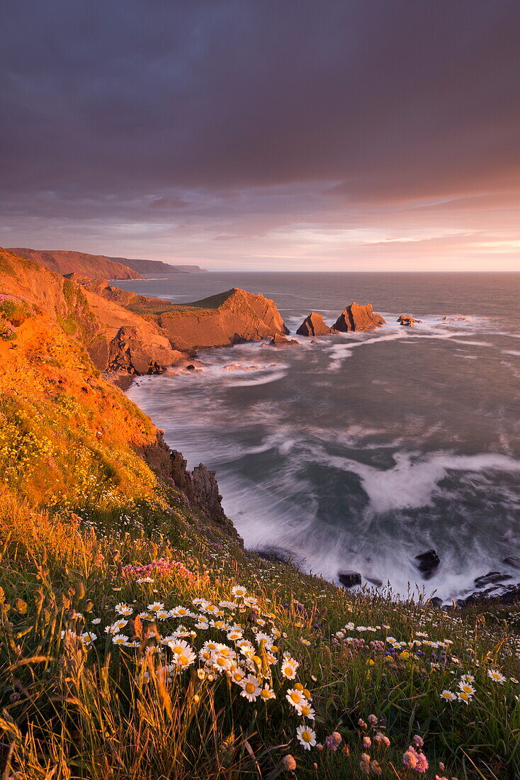 Wildflowers growing on the cliff tops above Hartland Point, looking south to Screda Point, Devon, England, United Kingdom, Europe