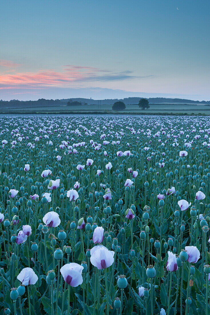 Opium poppies growing in a Dorset field, England, United Kingdom, Europe