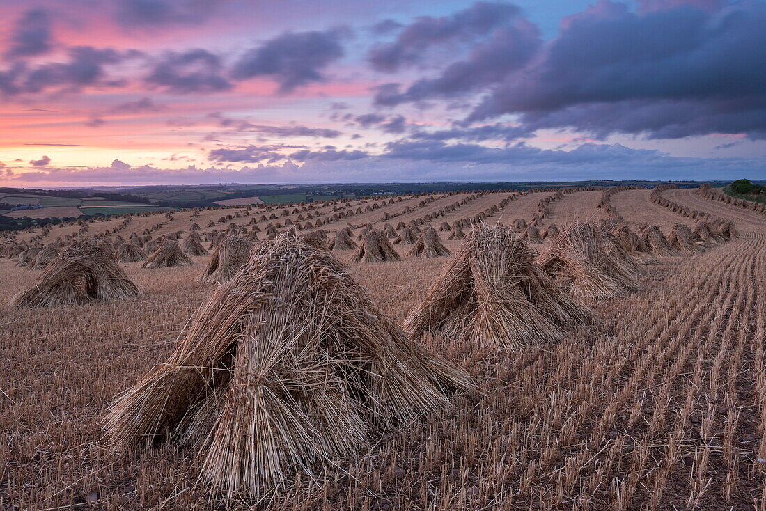 Corn stooks for thatching, Devon, England, United Kingdom, Europe