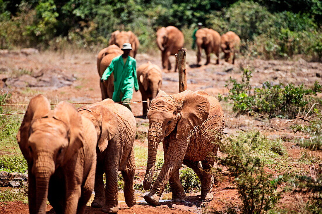 The David Sheldrick Elephant Orphanage takes in juvenile elephants (Loxodonta africana) orphaned by ivory poachers, Nairobi, Kenya, East Africa, Africa