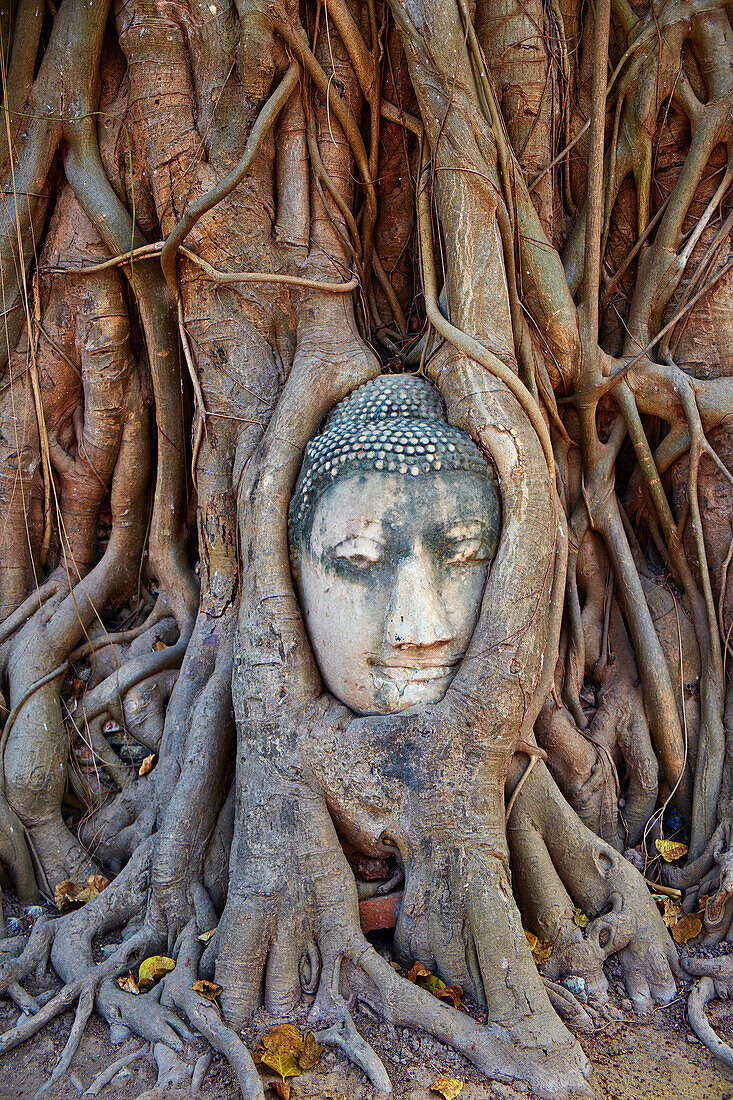 Stone Buddha head entwined in the roots of a fig tree, Wat Mahatat, Ayutthaya Historical Park, UNESCO World Heritage Site, Ayutthaya, Thailand, Southeast Asia, Asia