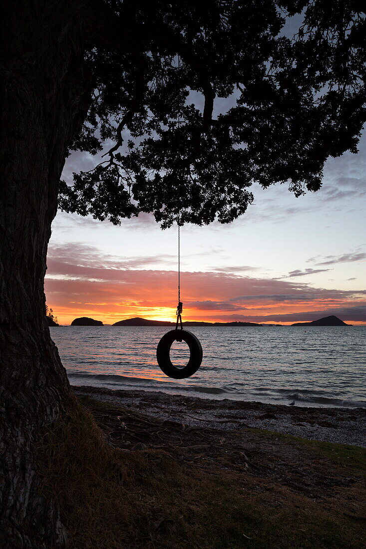 Tyre Swing at Long Bay, Coromandel, Coromandel Peninsula, Waikato, North Island, New Zealand, Pacific