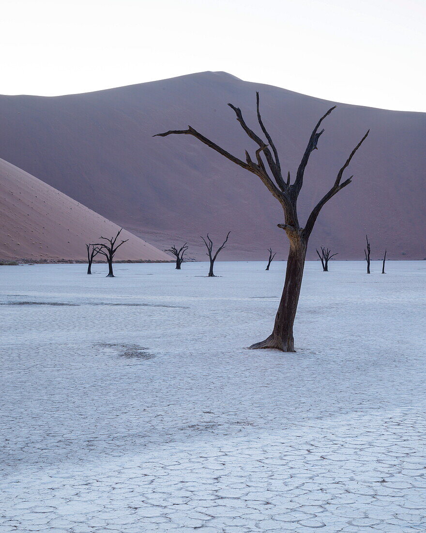 First light in the pan at Deadvlei, Namib Naukluft, Namibia, Africa