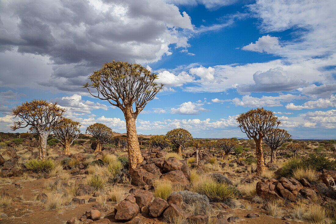 Quiver tree (kokerboom) (Aloe dichotoma) at the Quiver Tree Forest, Keetmanshoop, Namibia, Africa