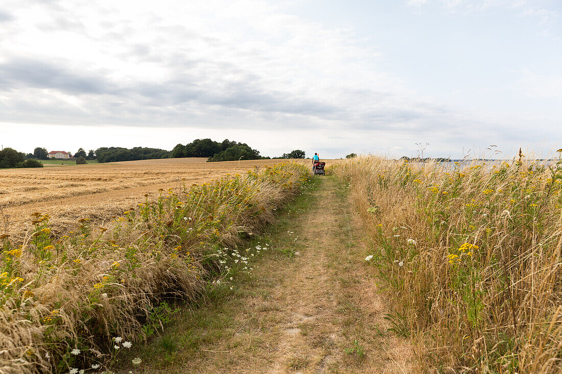Cyclist with child trailer passing a path along a field, Naesgaard, Falster, Denmark