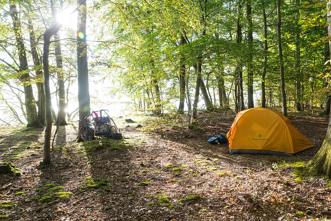 Camping in a forest, Naesgaard, Falster, Denmark