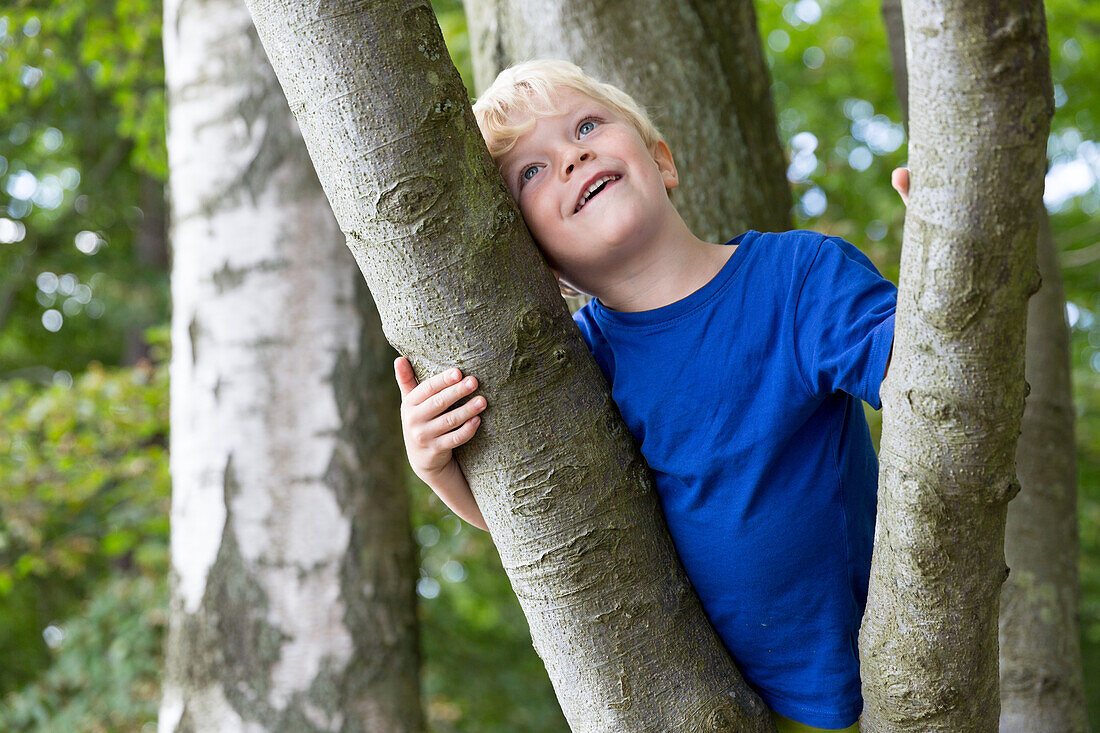 Junge (4 Jahre) lehnt in einer Baumgabel, Naesgaard, Falster, Dänemark
