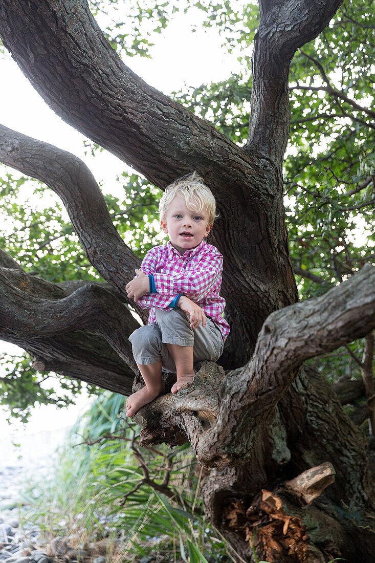 Junge (4 Jahre) sitzt in einem Baum, Klintholm, Insel Mön, Dänemark