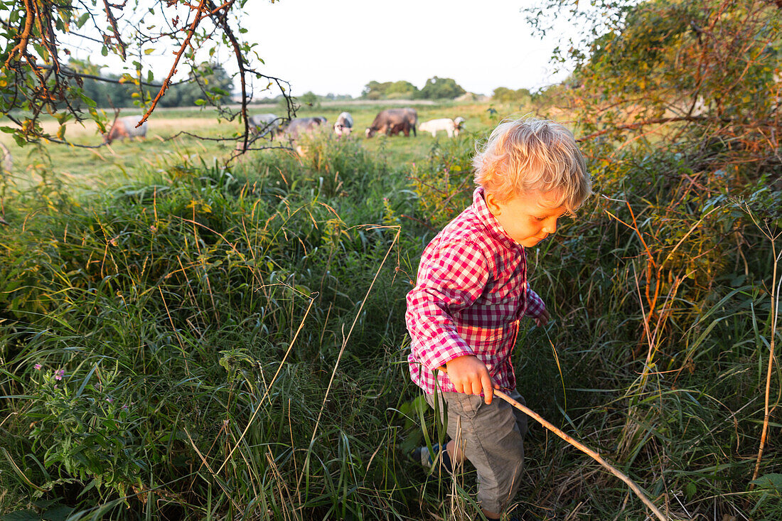Boy (4 years) playing in tall grass, Klintholm, Mon island, Denmark
