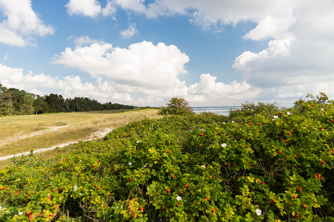 Küstenlandschaft mit Wildrosenbüschen, Marielyst, Falster, Dänemark
