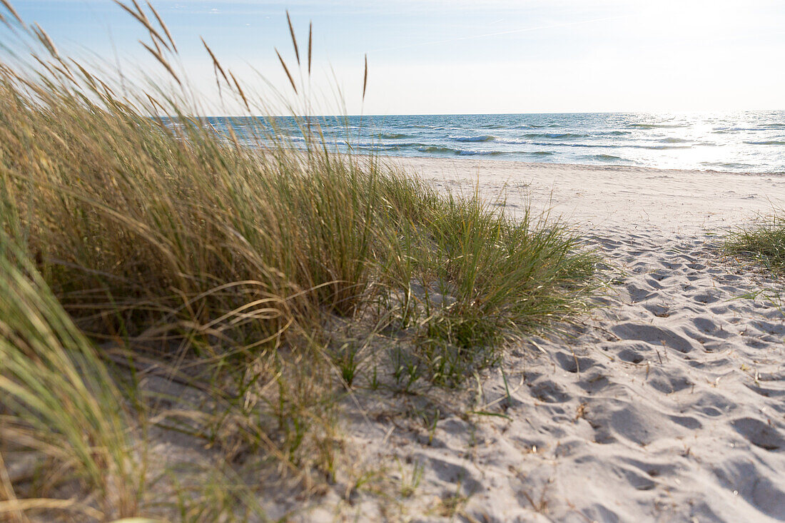 Marram grass at sand beach, Marielyst, Falster, Denmark