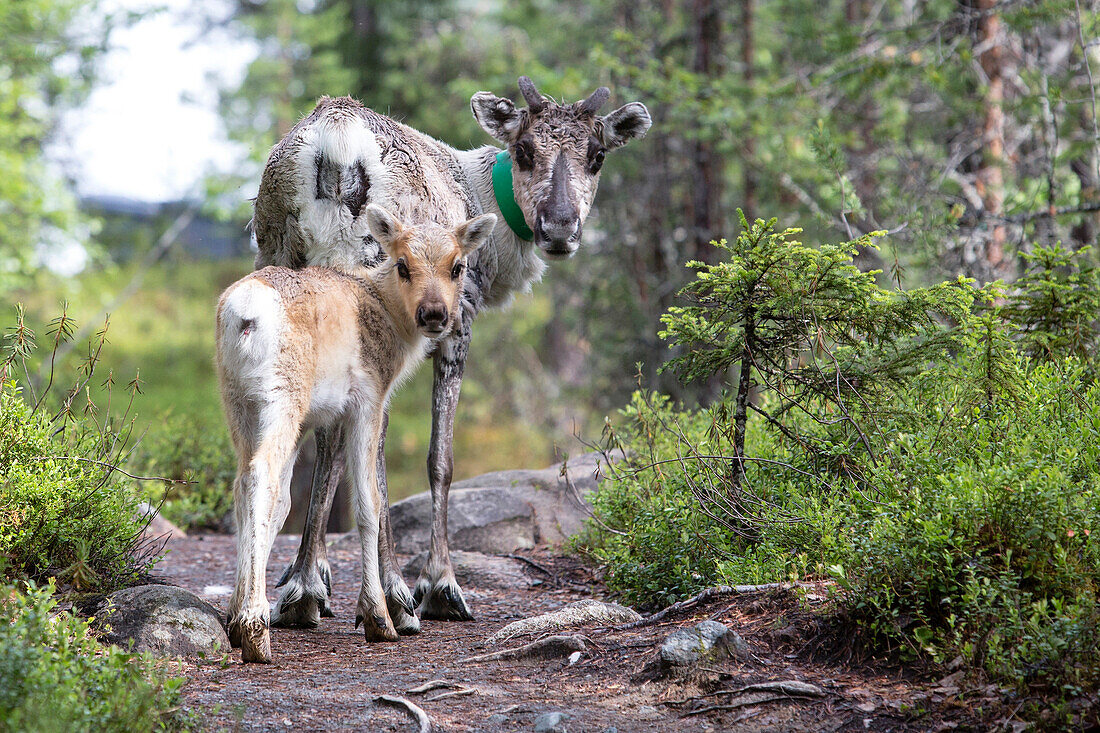 Rentier mit Jungtier, Nationalpark Oulanka, Nordösterbotten, Finnland