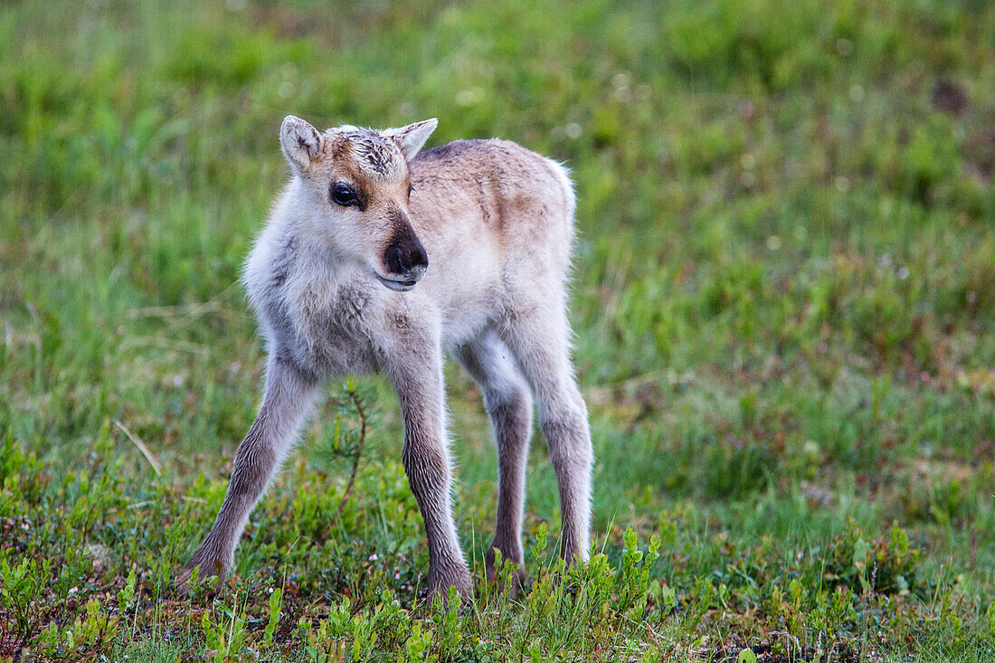 Young reindeer, Oulanka National Park, Northern Ostrobothnia, Finland