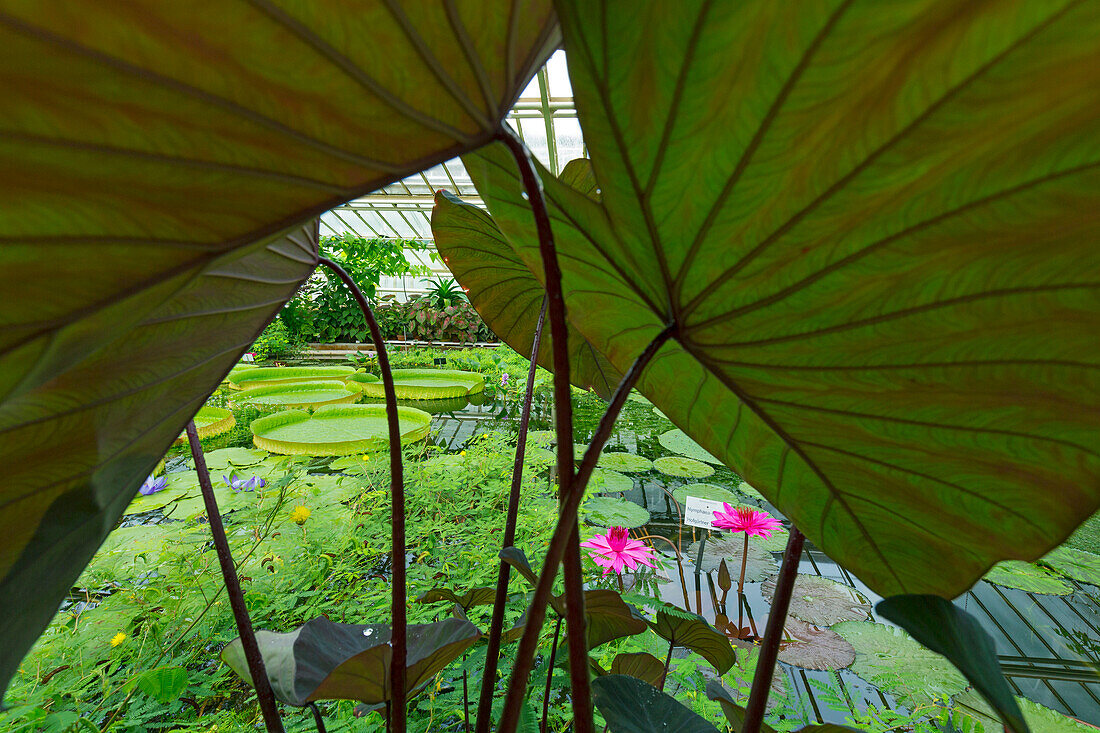 Wasserpflanzen im Botanischer Garten, München, Oberbayern, Bayern, Deutschland