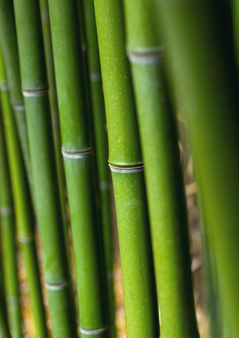 Bamboo stalks