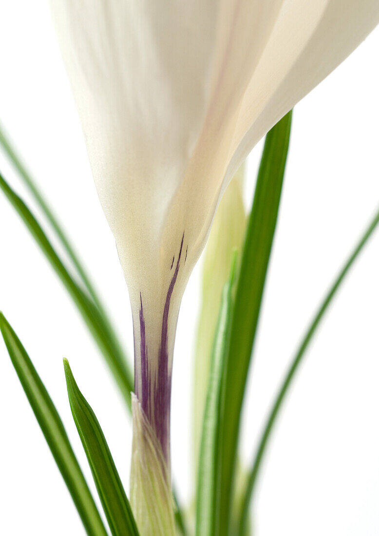 White crocus, close-up