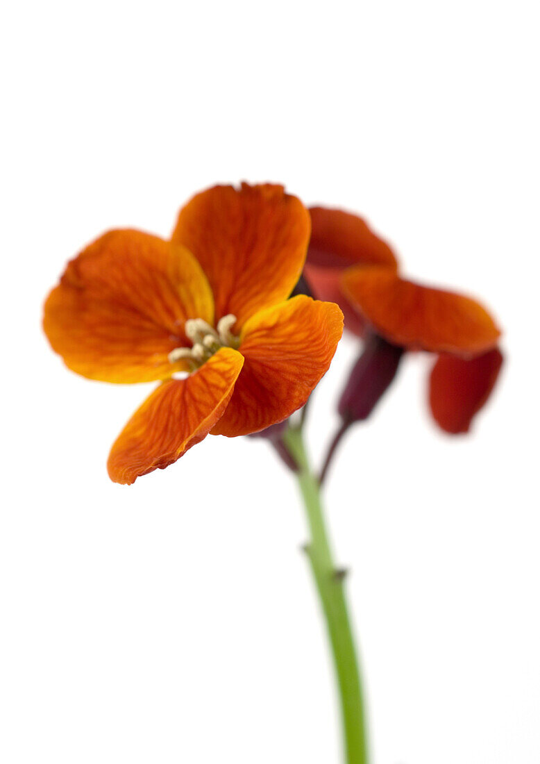 Orange wallflower, close-up