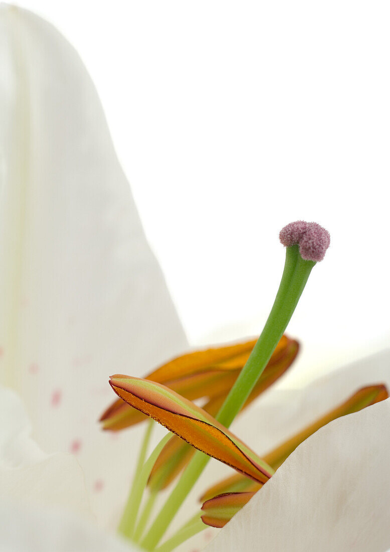 Lily, close-up