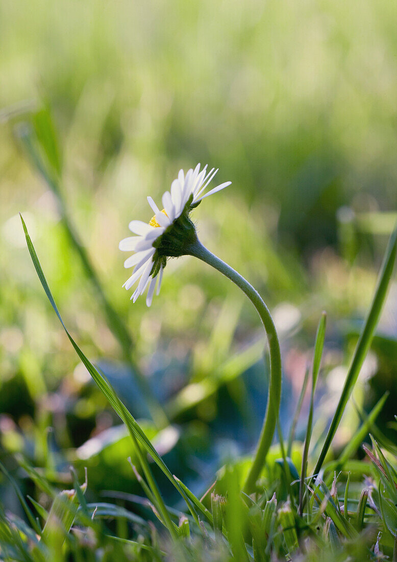 Daisy growing in grass