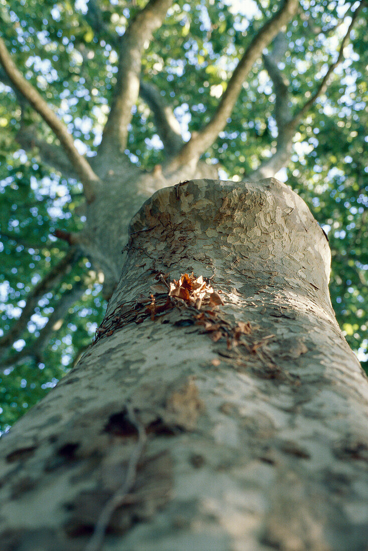 Tree, low angle view