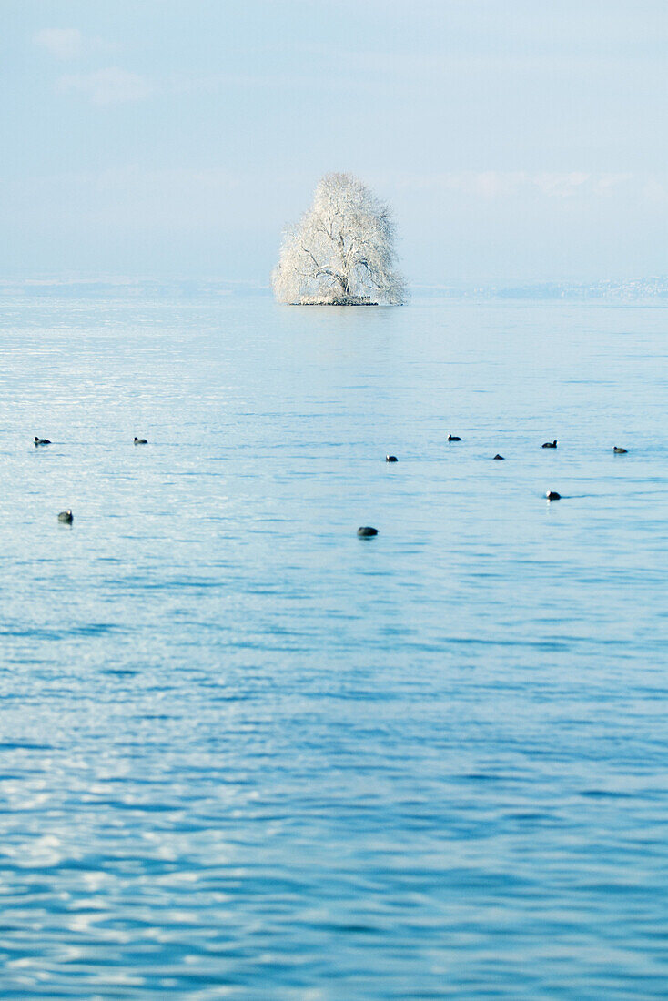 Switzerland, snow-covered tree in middle of lake