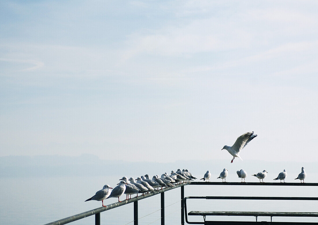 Seagulls perched on railing of pier overlooking lake