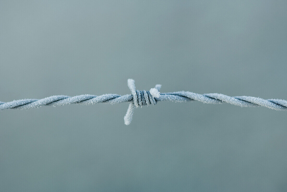 Frost covered barbed wire