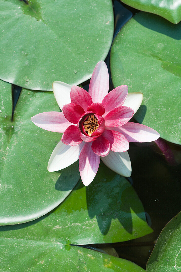Pink water lily, high angle view