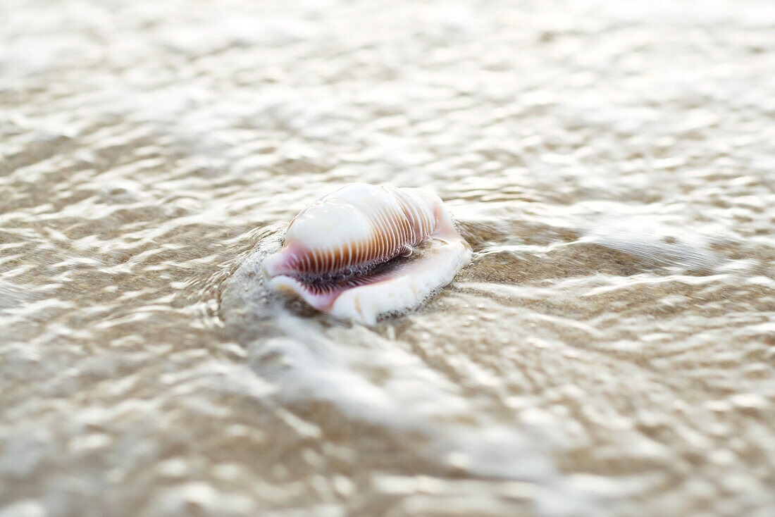 Seashell and surf, close-up