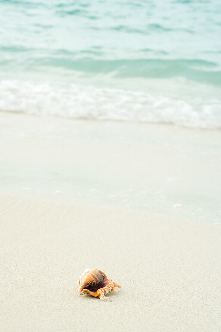 Large seashell washed up on beach