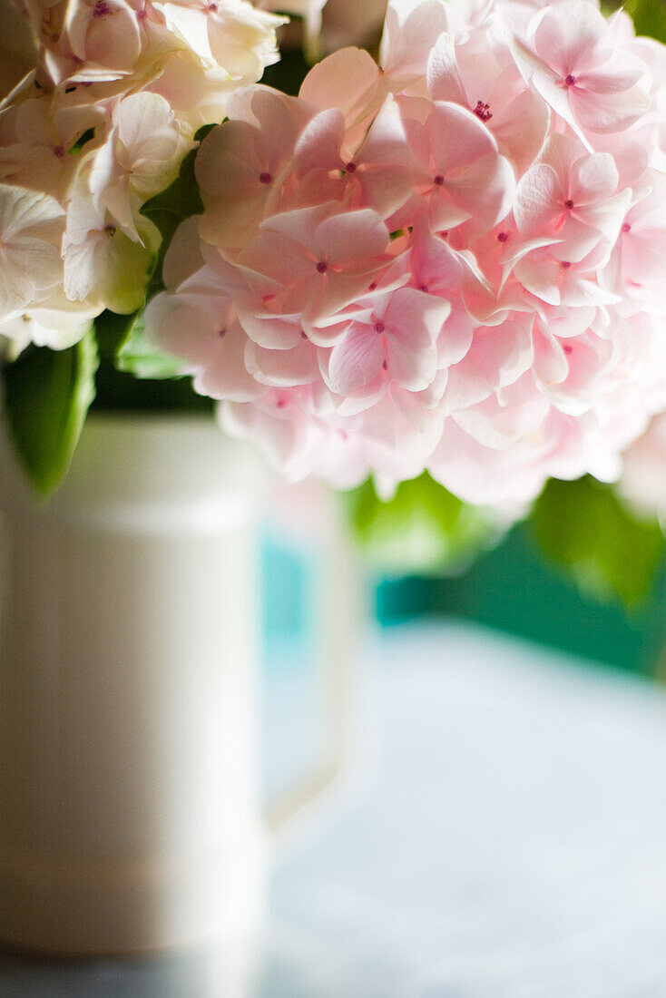 Pink hydrangea flowers in pitcher, close-up
