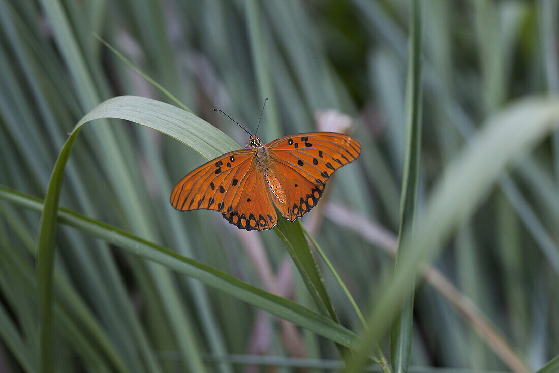 Gulf fritillary butterfly on blade of grass