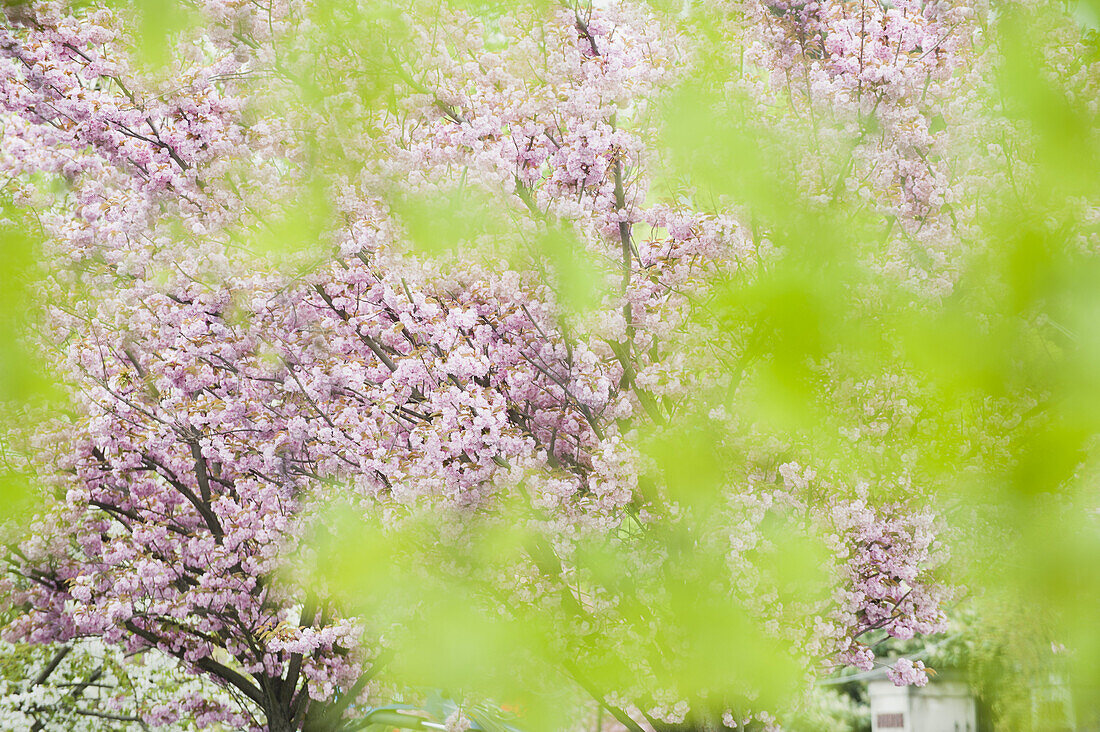 Cherry tree in full bloom, viewed through foliage
