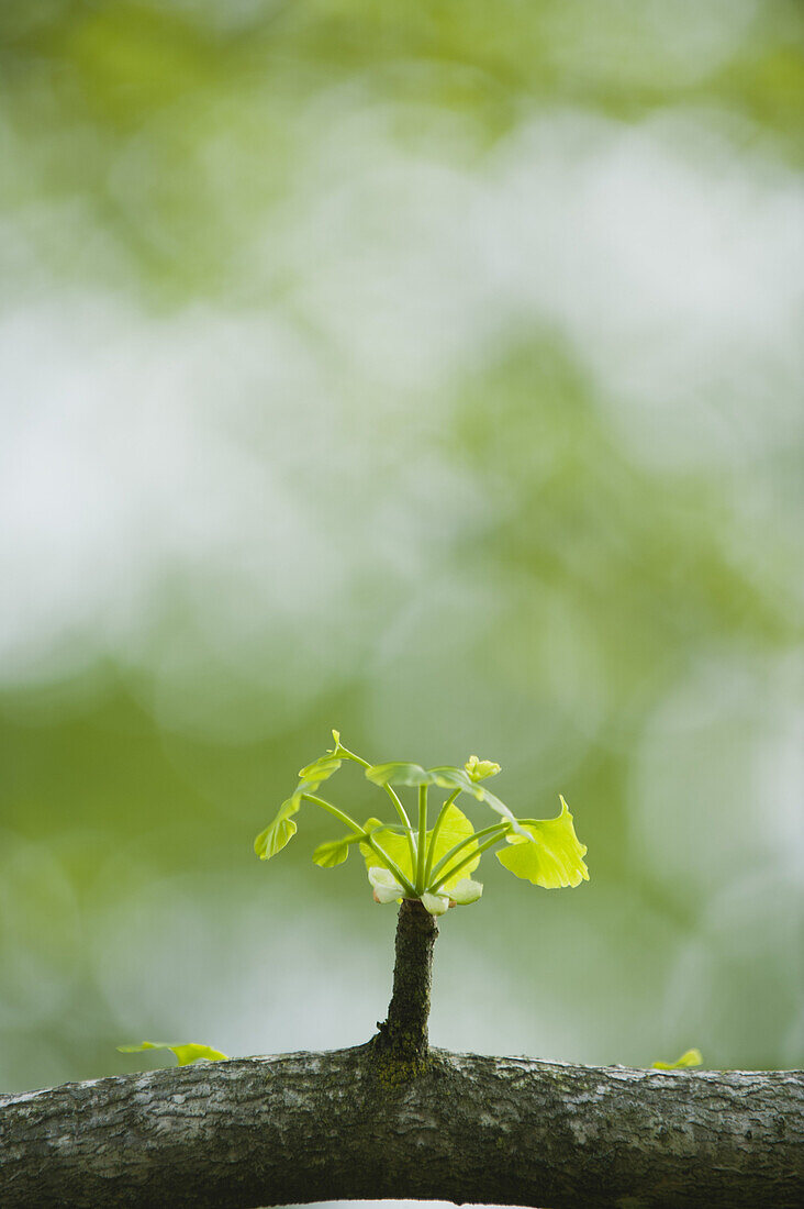 Ginkgo leaves sprouting on branch