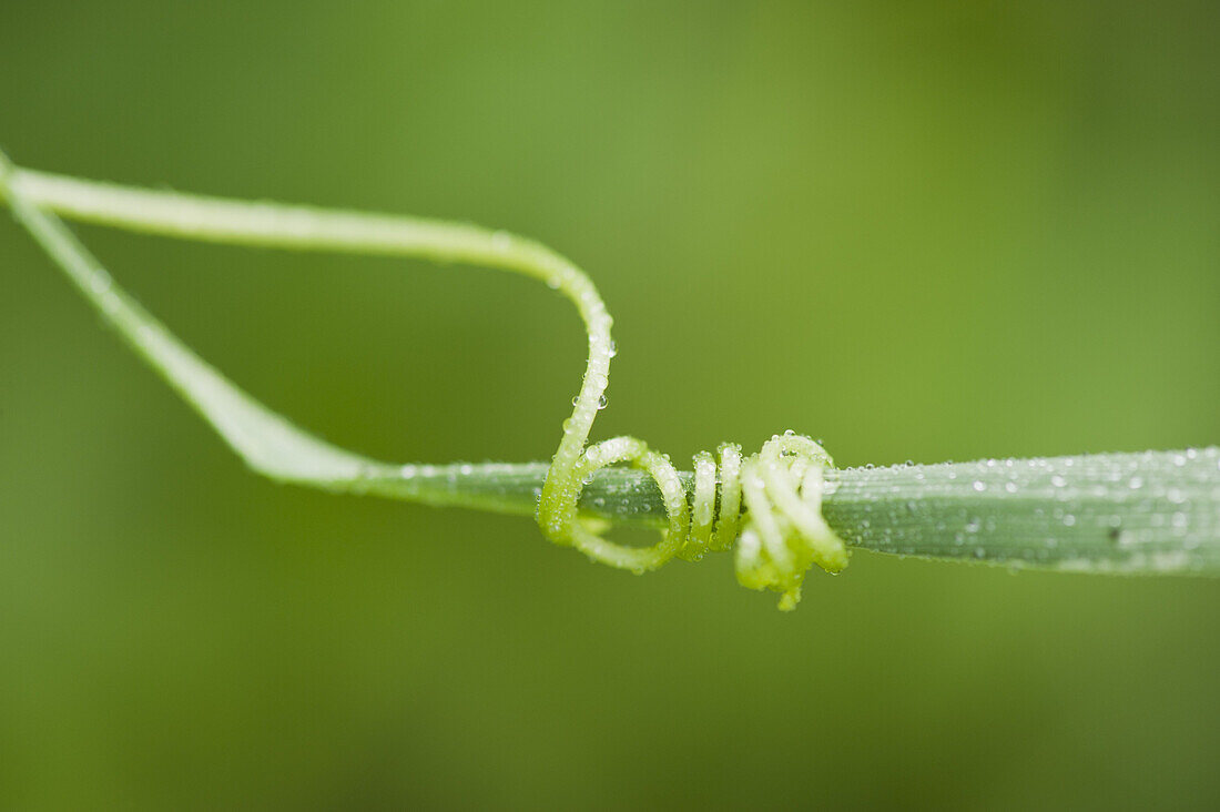 Tendril coiling around blade of grass