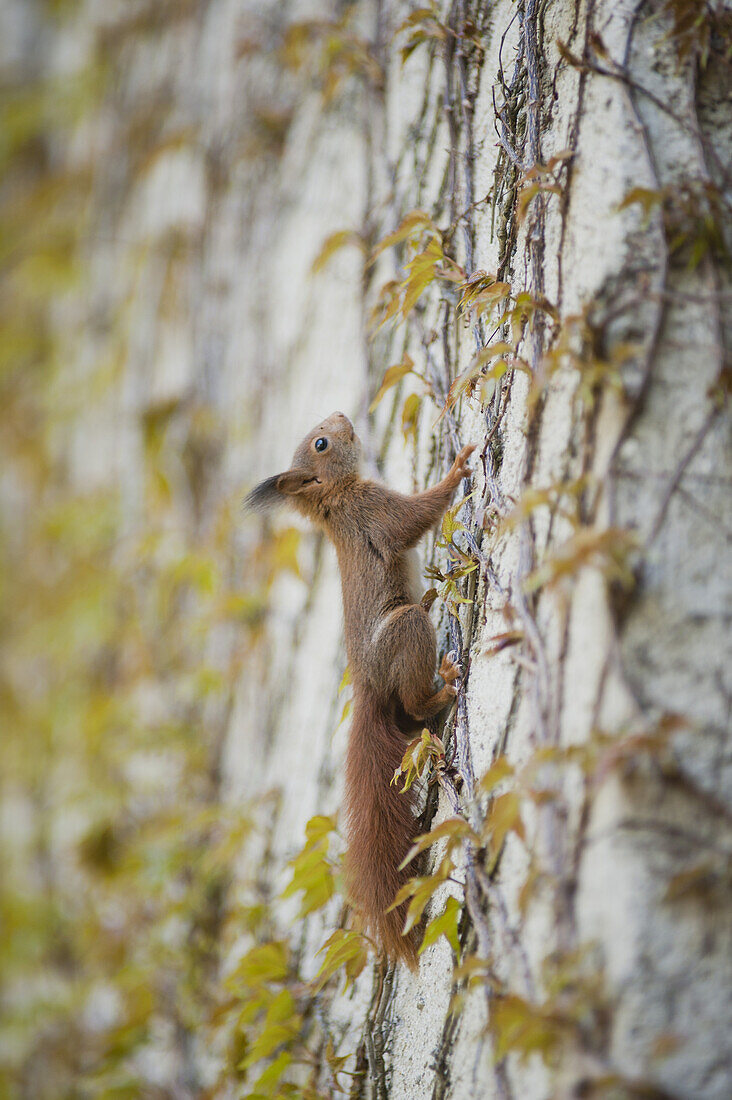Squirrel climbing on wall