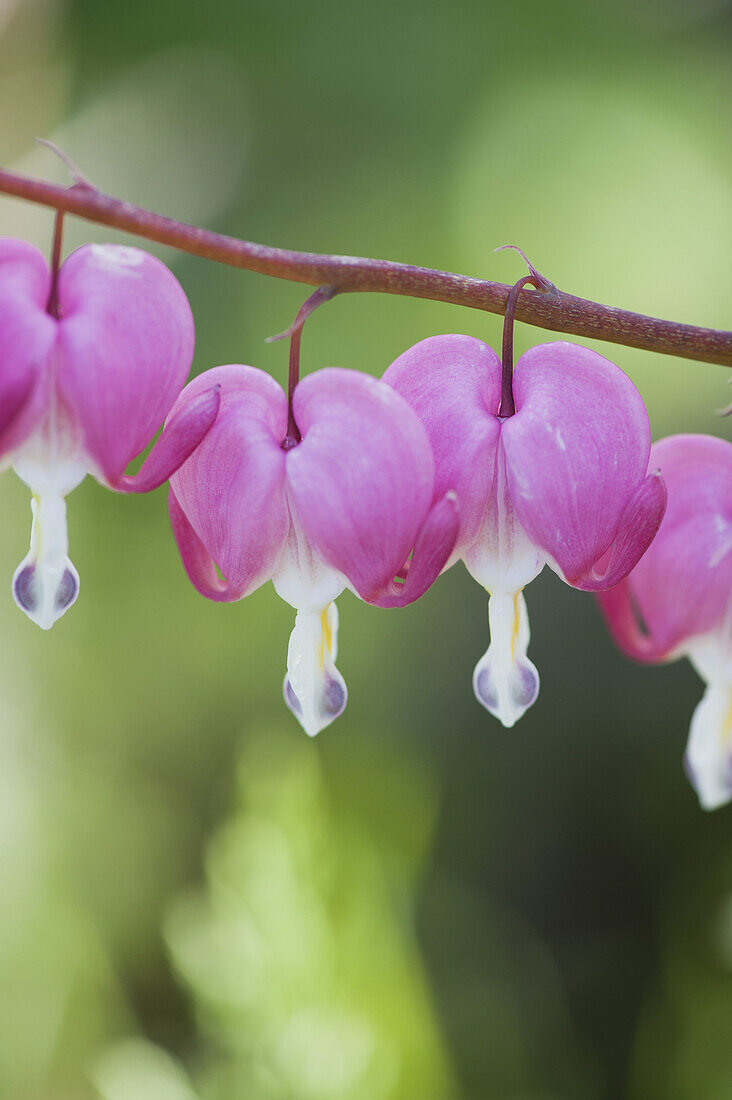 Bleeding heart flowers