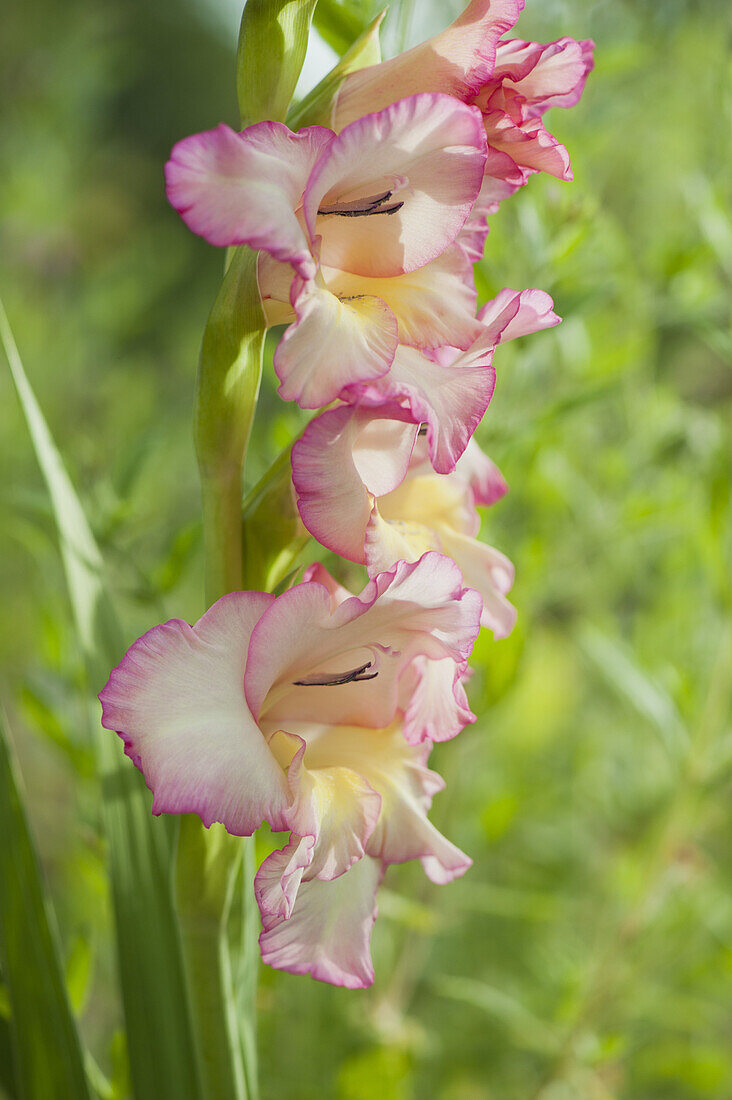 Pink gladiolus flowers