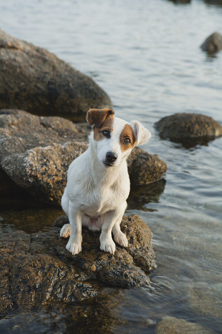 Jack Russell terrier sitting on rock by sea