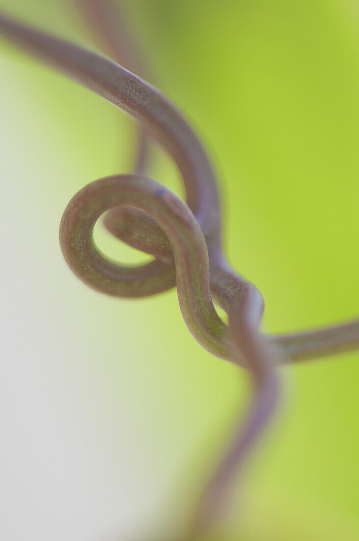Intertwined tendrils, close-up
