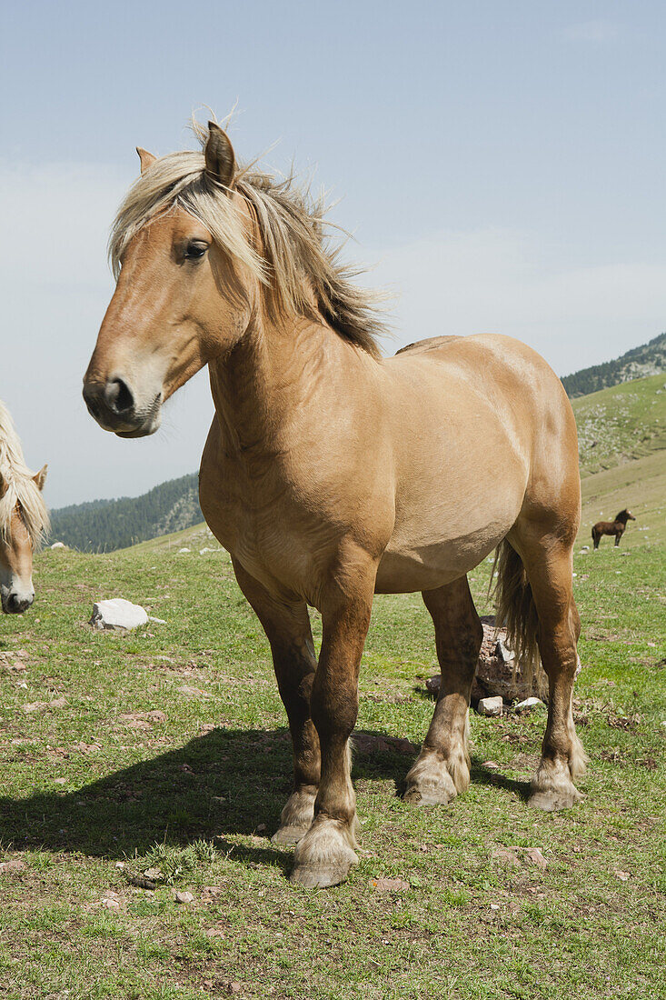 Horses in field