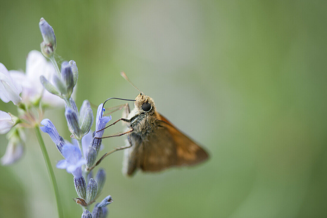 Skipper butterfly on lavender flowers